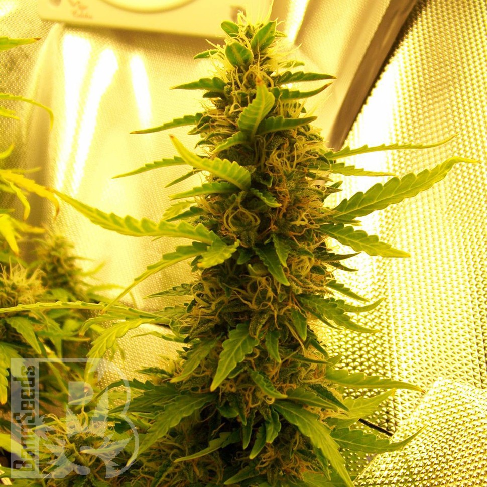Семена  Russian Widow feminised Ganja Seeds