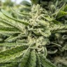 где заказать семена конопли Auto Titan regular