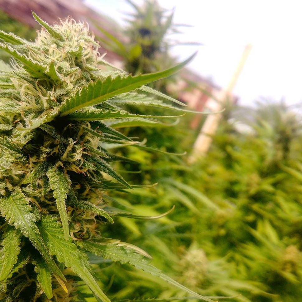 заказать семена конопли наложенным платежом Auto Titan regular