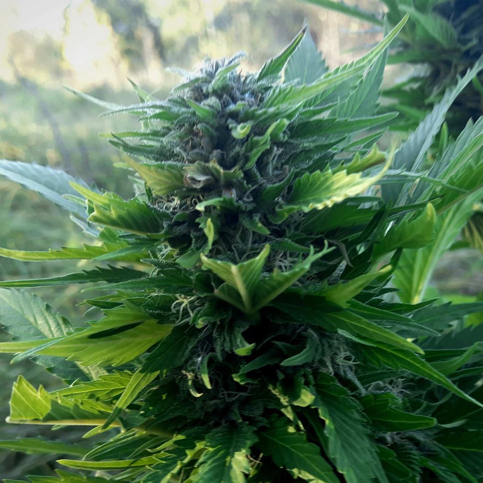 заказать семена конопли Auto Titan regular