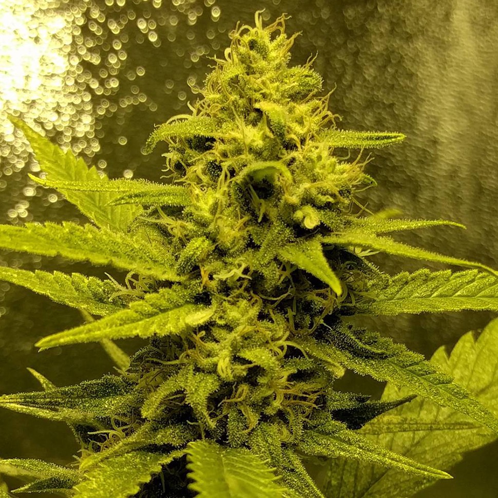 Семена марихуаны  Auto Titan regular Ganja Seeds