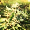 купить семена конопли Auto Titan regular