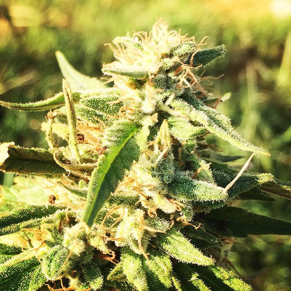купить семена конопли Auto Titan regular