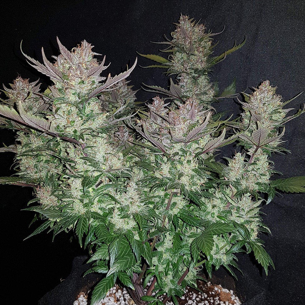 Семена ганжа  Auto Dark Devil feminised Ganja Seeds