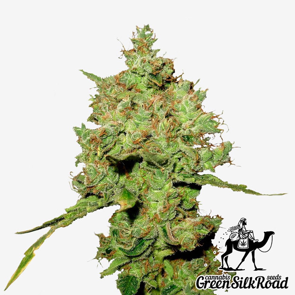 Семена каннабиса  Amnesia feminised Green Silk Road Seeds