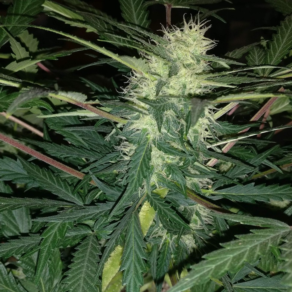 заказать семена конопли наложенным платежом Amnesia feminised