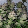 купить автоцветущие семена конопли Auto Critical CBD feminised