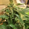 Семена марихуаны  Sevilla Cheese feminised Ganja Seeds