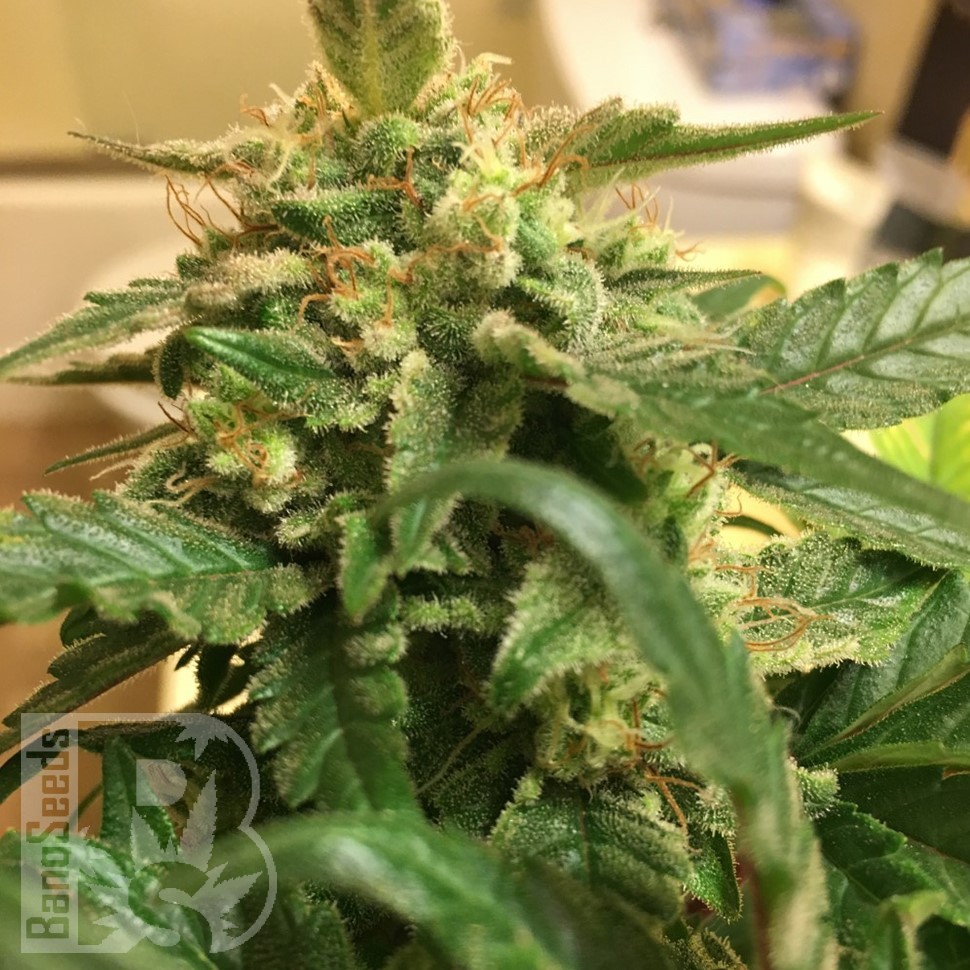 Семена марихуаны  Sevilla Cheese feminised Ganja Seeds