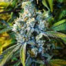 Семена марихуаны  Sevilla Cheese feminised Ganja Seeds