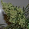 Семена марихуаны  Sevilla Cheese feminised Ganja Seeds