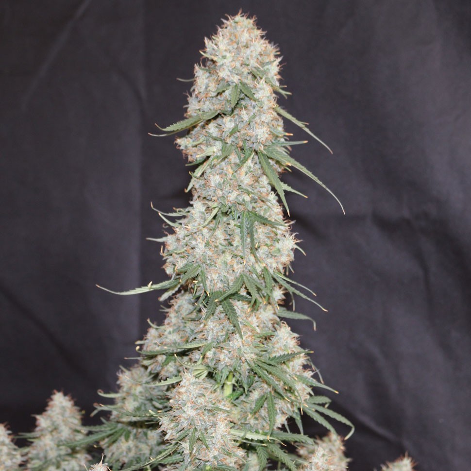 купить семена конопли в Украине  Auto Blueberry feminised