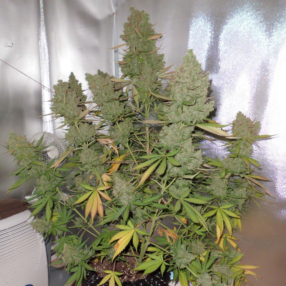 заказать семена конопли Auto Blueberry feminised