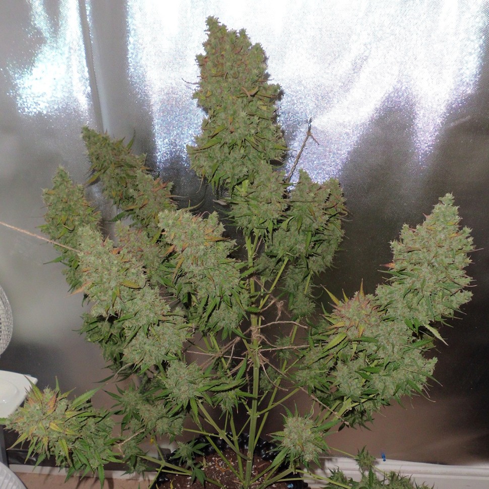 Семена конопли  Auto Blueberry feminised Ganja Seeds