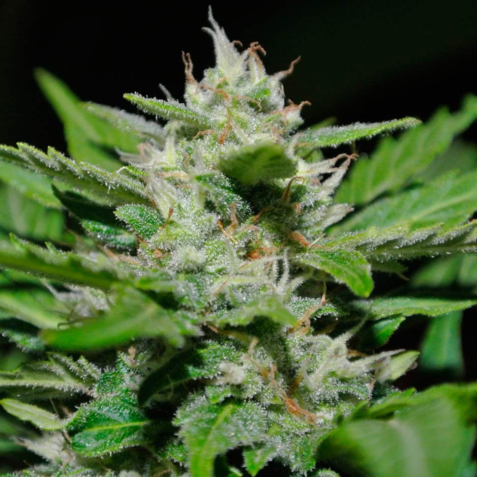 Семена марихуаны  Auto Syrop feminised Ganja Seeds