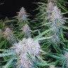 Семена марихуаны  Auto Syrop feminised Ganja Seeds