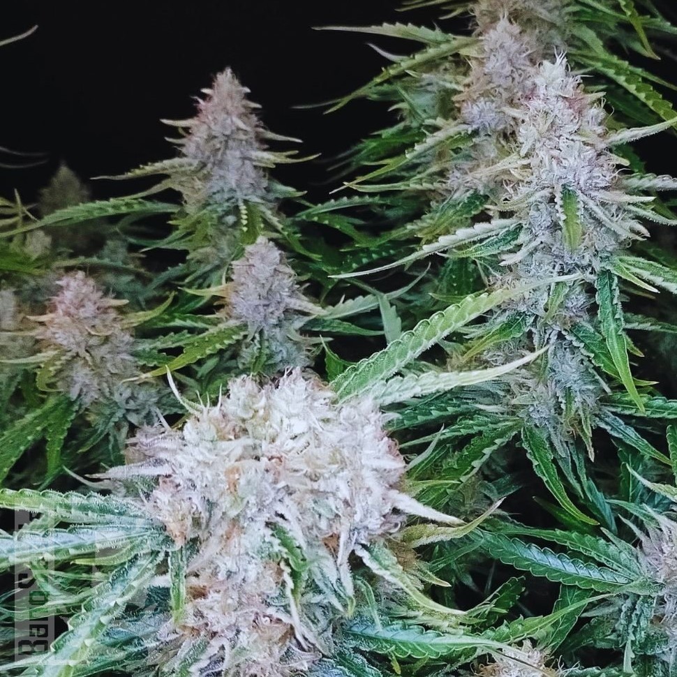Семена марихуаны  Auto Syrop feminised Ganja Seeds
