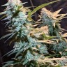 Семена марихуаны  Auto Syrop feminised Ganja Seeds