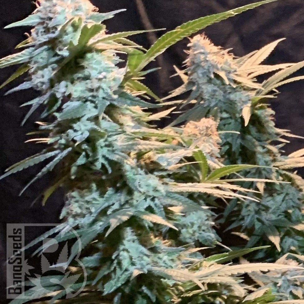 Семена марихуаны  Auto Syrop feminised Ganja Seeds