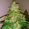 Семена марихуаны  Auto Syrop feminised Ganja Seeds