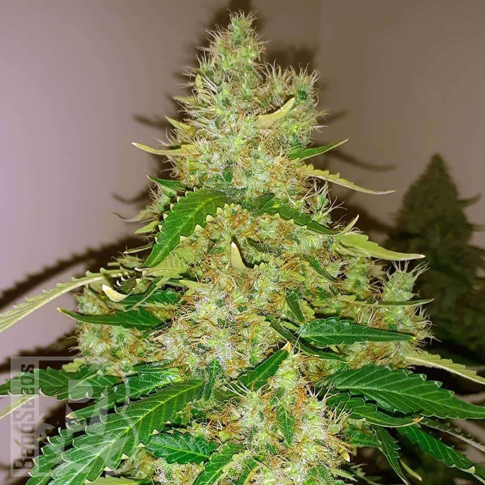 Семена марихуаны  Auto Syrop feminised Ganja Seeds