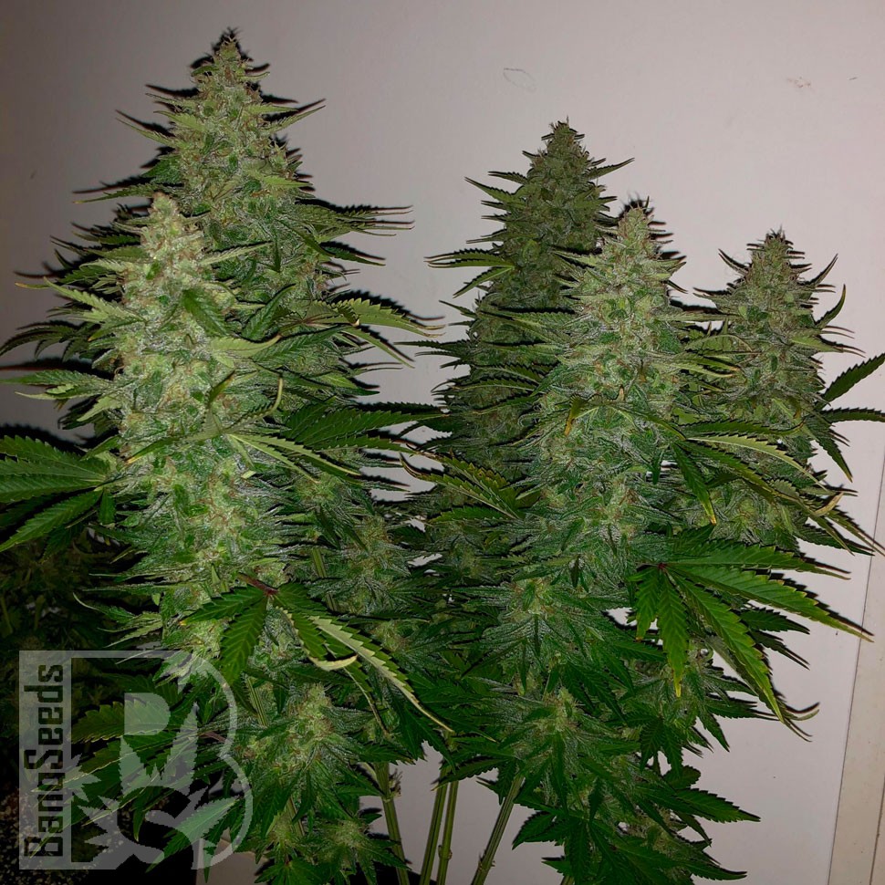 Семена  Royal Gorilla feminised Ganja Seeds