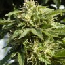 Семена марихуаны  Shaman feminised Ganja Seeds