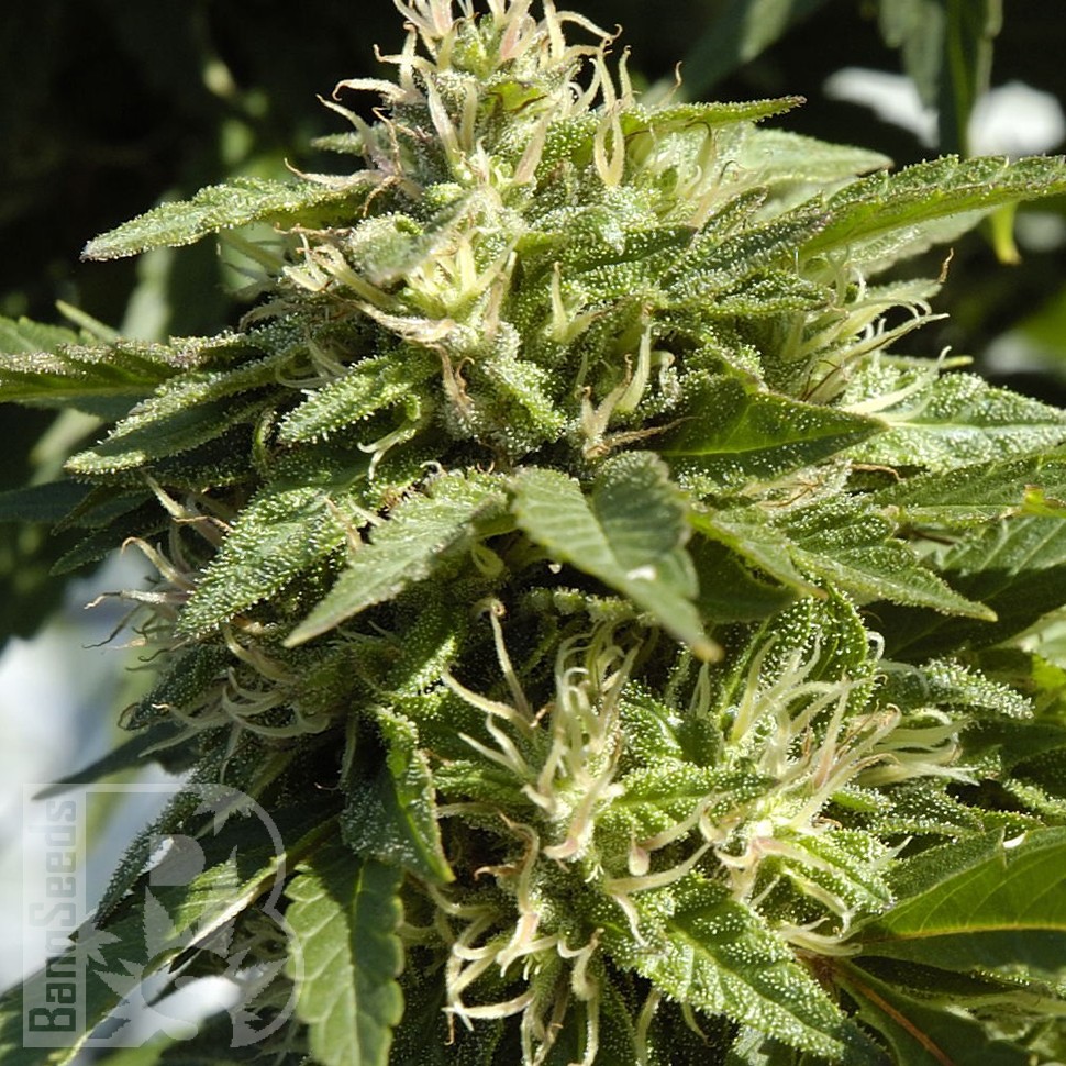 Семена марихуаны  Shaman feminised Ganja Seeds