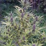 Семена марихуаны  Shaman feminised Ganja Seeds