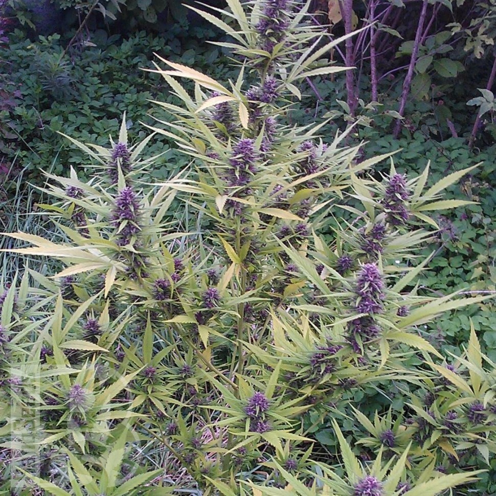 Семена марихуаны  Shaman feminised Ganja Seeds