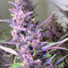 Семена марихуаны  Shaman feminised Ganja Seeds