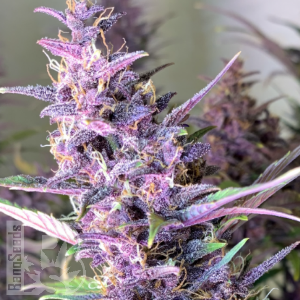 Семена марихуаны  Shaman feminised Ganja Seeds