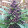 Семена марихуаны  Shaman feminised Ganja Seeds