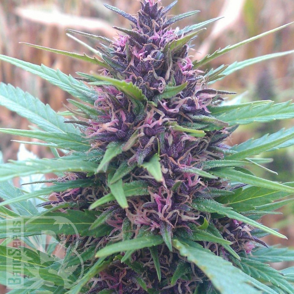 Семена марихуаны  Shaman feminised Ganja Seeds