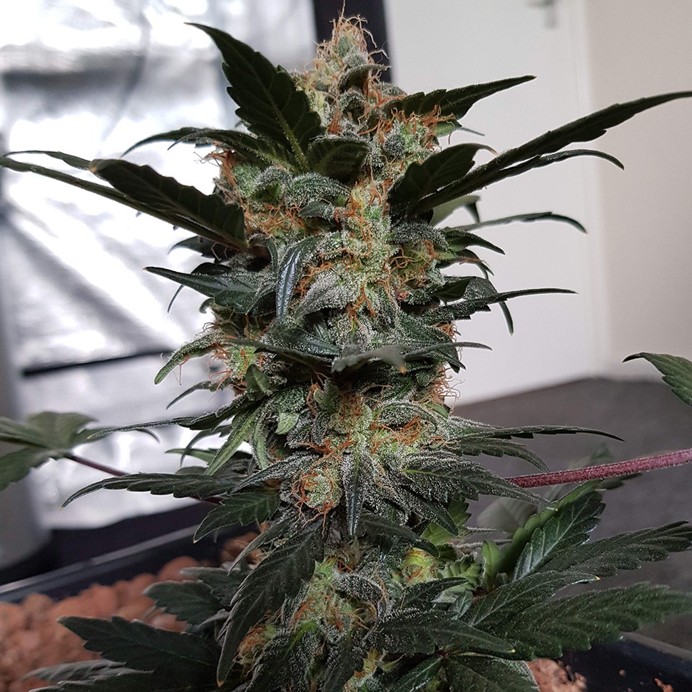 Семена конопли  Auto Mazar feminised Ganja Seeds