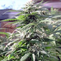Sensi Skunk feminised Ganja Seeds