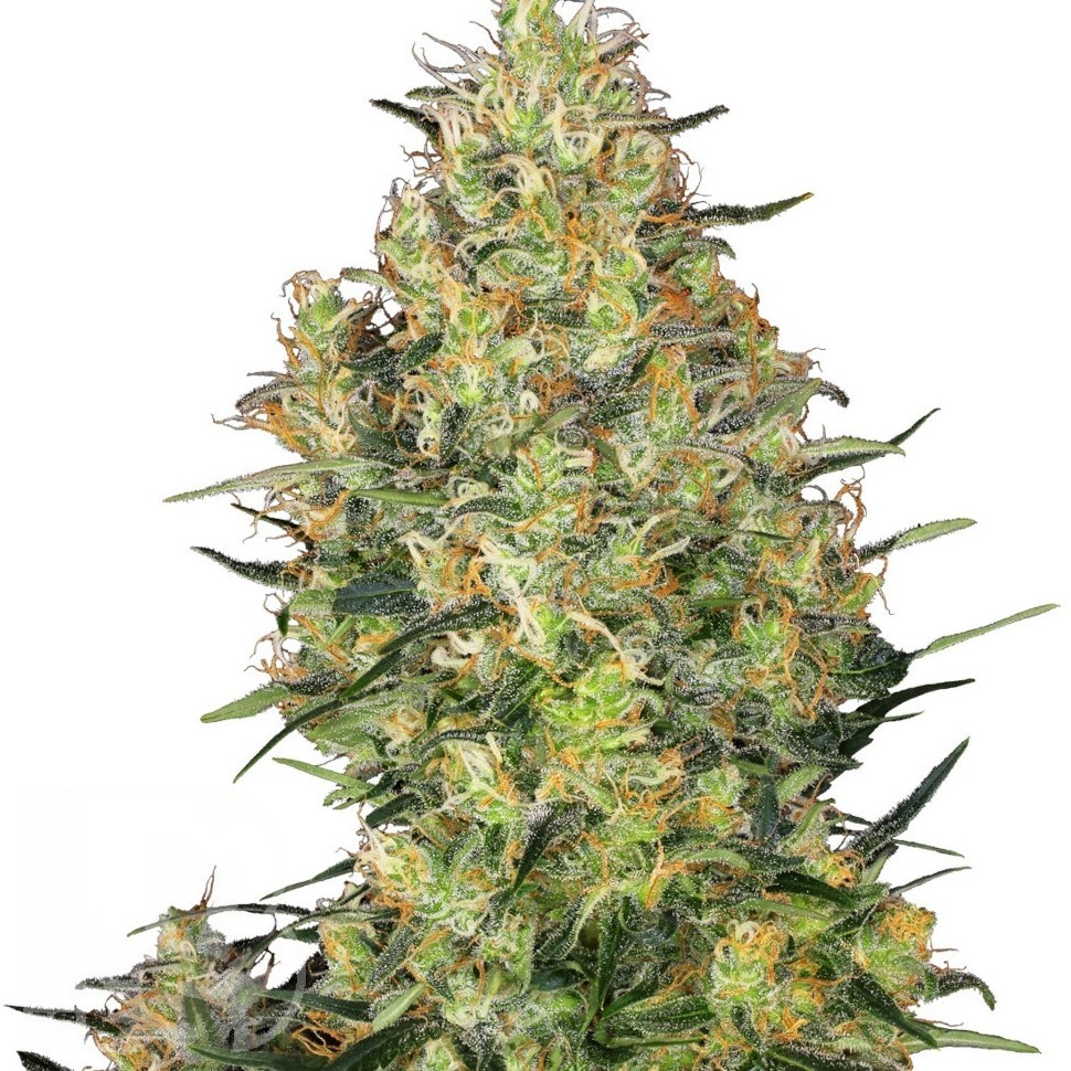 Семена марихуаны  Sensi Skunk feminised Ganja Seeds