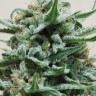 Семена конопли  Hindu Kush x White Russian feminised Ganja Seeds