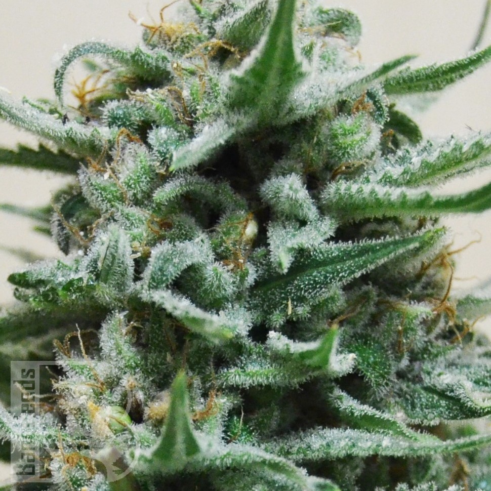 Семена конопли  Hindu Kush x White Russian feminised Ganja Seeds