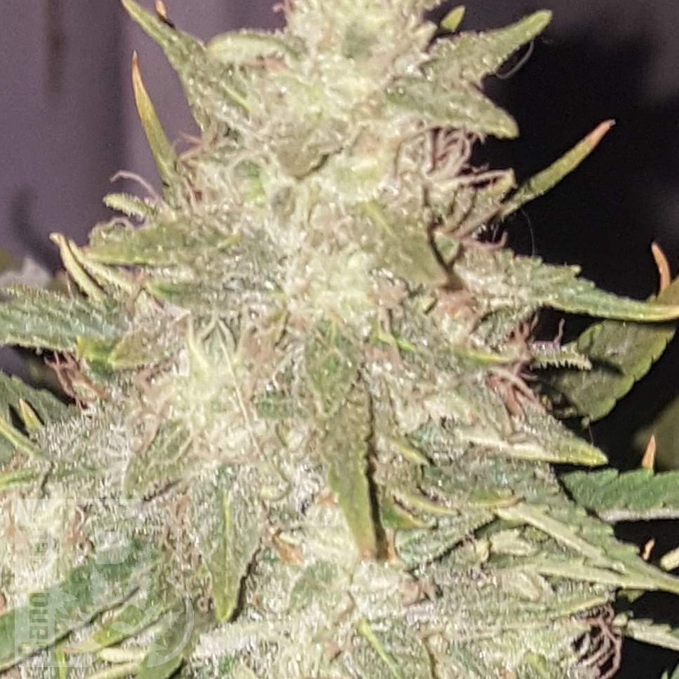 Семена конопли  Hindu Kush x White Russian feminised Ganja Seeds