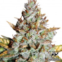 Auto Blueberry feminised Green Silk Road Seeds