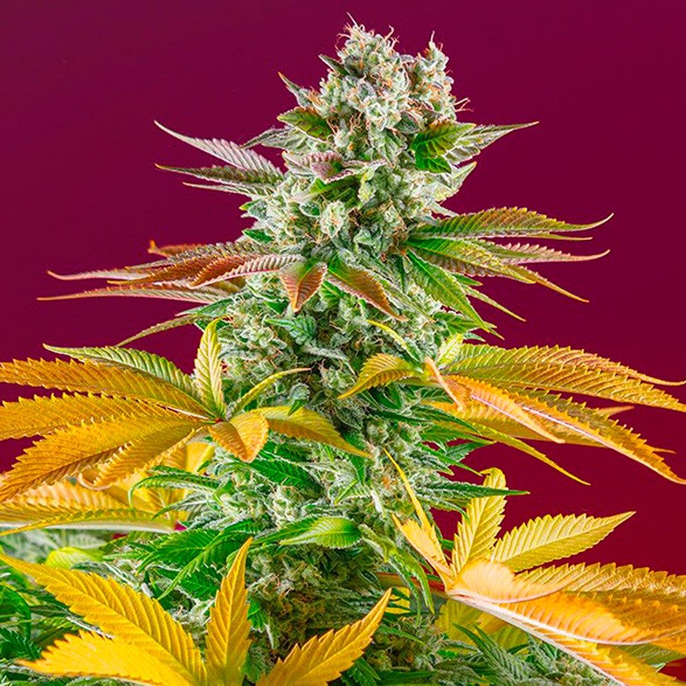Семена каннабиса  Gorilla Girl feminised Ganja Seeds