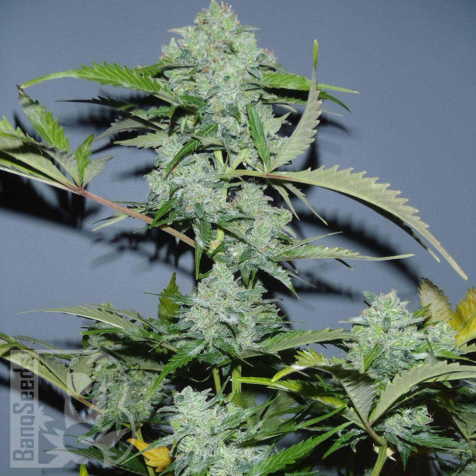 Семена марихуаны  Auto White Widow x AK feminised Ganja Seeds