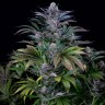 Семена ганжа  Silver Haze feminised Ganja Seeds