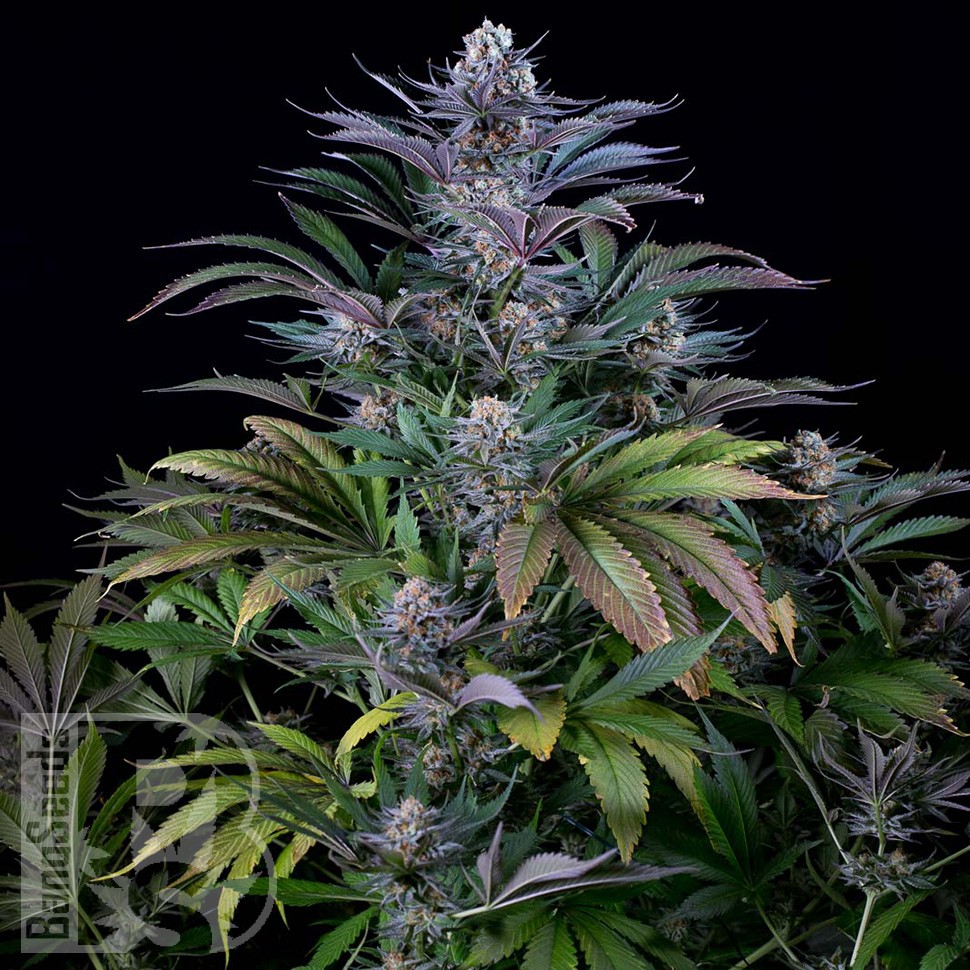Семена ганжа  Silver Haze feminised Ganja Seeds