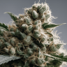 Семена ганжа  Silver Haze feminised Ganja Seeds