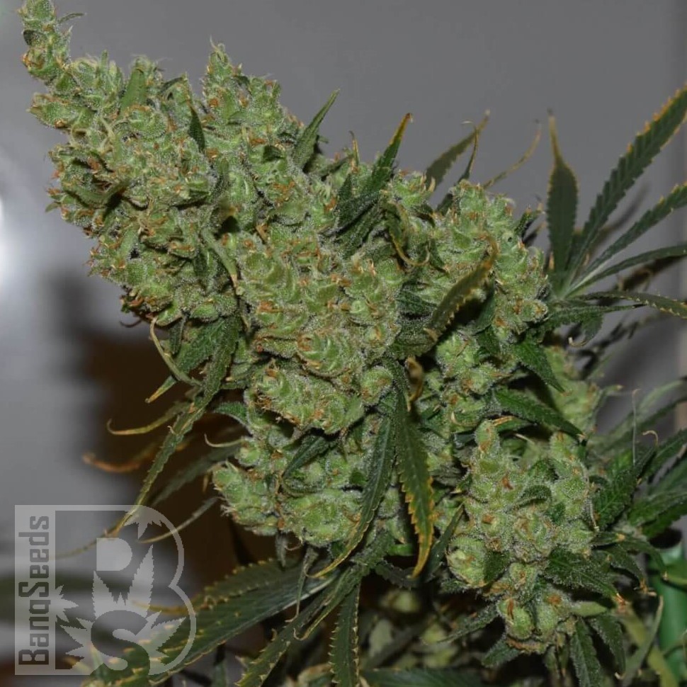 Семена ганжа  Silver Haze feminised Ganja Seeds