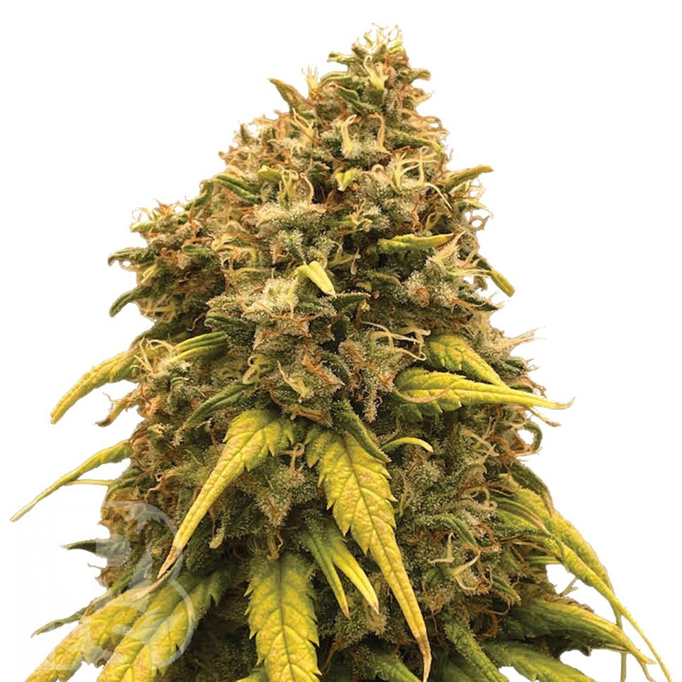 Семена ганжа  Silver Haze feminised Ganja Seeds
