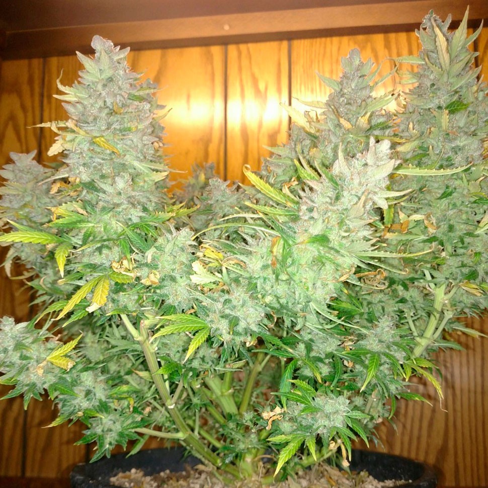 Семена  Auto Northern Lights feminised Ganja Seeds