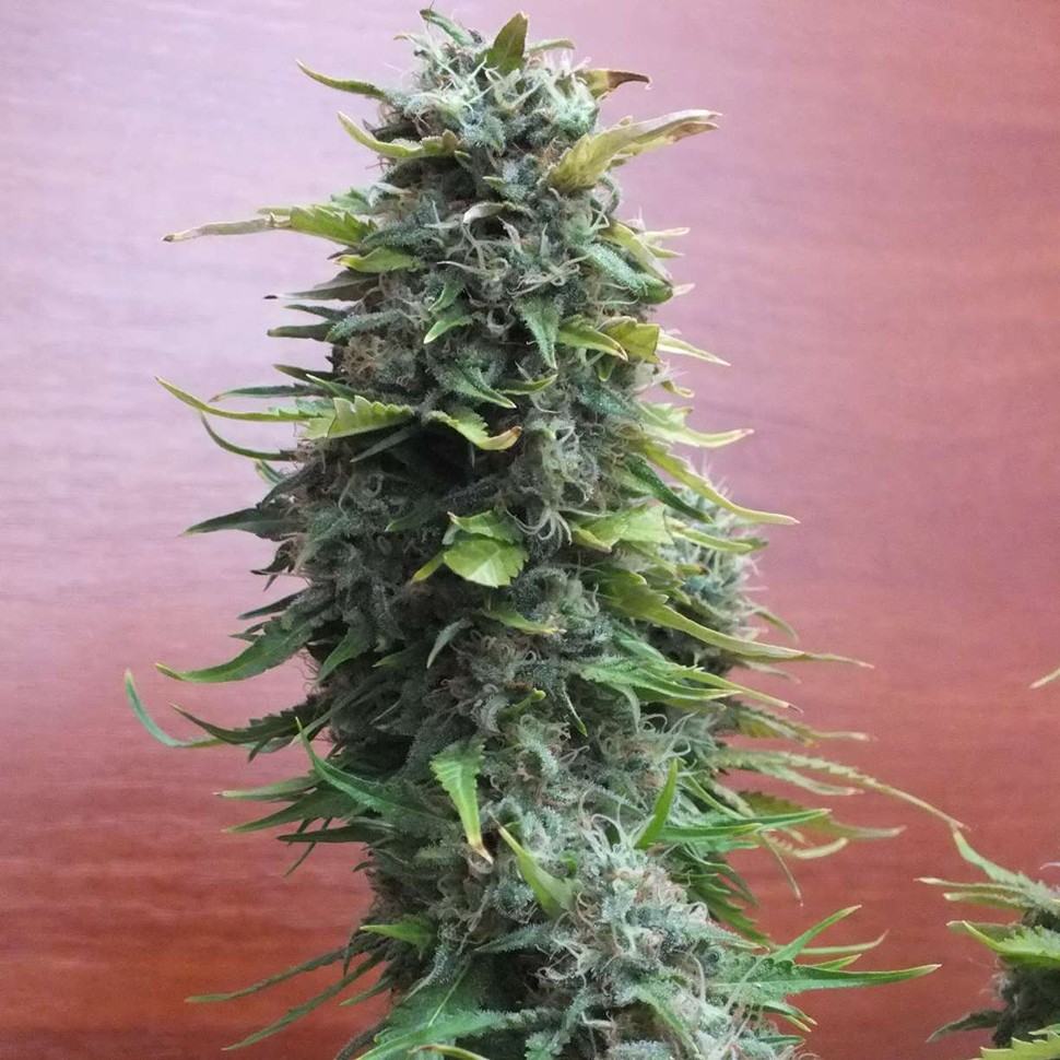 Семена ганжа  Top Skunk 44 feminised Ganja Seeds